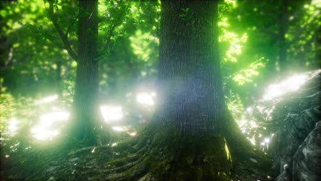 Sonnenlicht-Im-Grünen-Wald